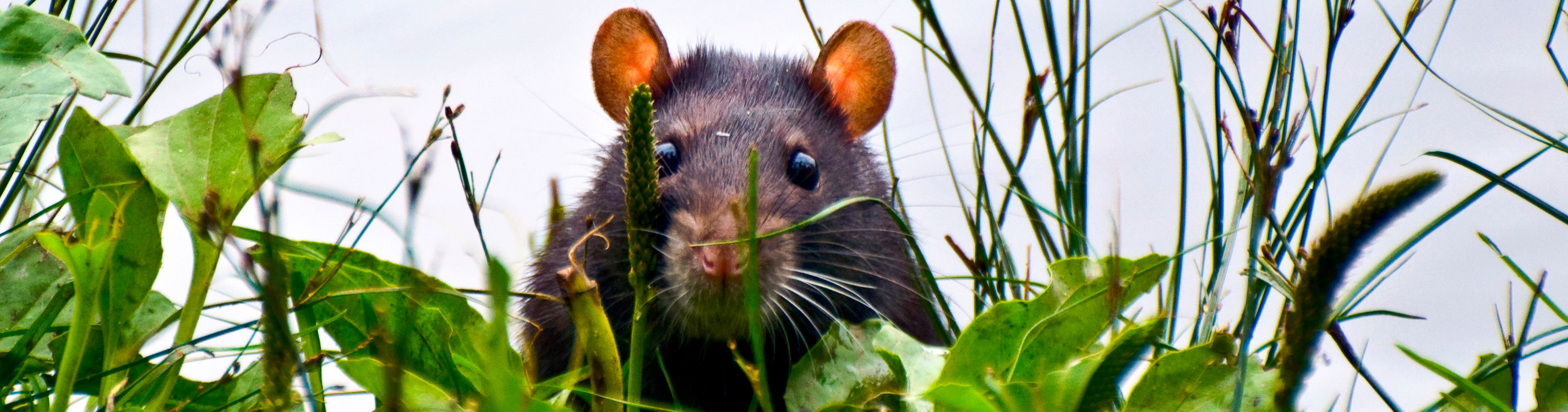 Ratte im Gebüsch