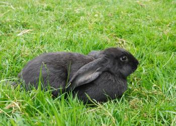 Ein schwarzes Kaninchen im Gras.