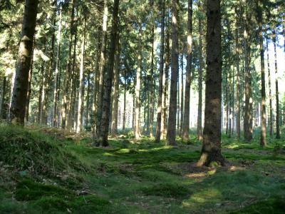 Baumbestand im Reichswald