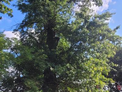 Habitatbaum Eichenallee 1