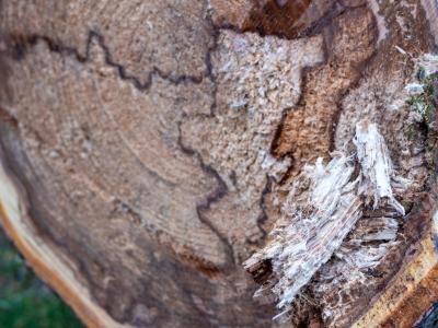 Der Querschnitt eines stark mit Myzel durchzogenen Kirschbaumes am Kermisdahl