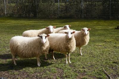 Fünf Schafe stehen auf einer Wiese.