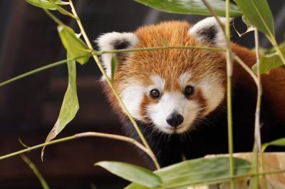 Eine Aufnahme des neuen Roten Pandas im Tiergarten Kleve