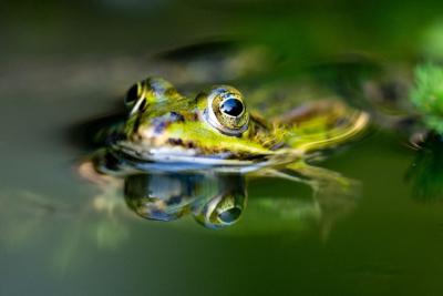 Ein kleiner grüner Frosch guckt aus dem Wasser empor