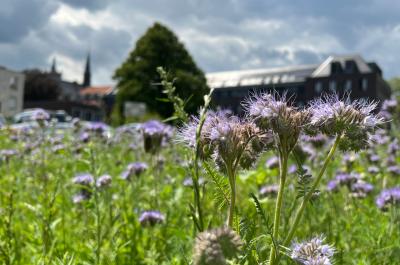 Eine Nahaufnahme einer Blume innerhalb der Wildblumenwiese vor dem Klever Rathaus. Im Hintergrund sind das Klever Rathaus sowie die Spitze der Schwanenburg zu erkennen.